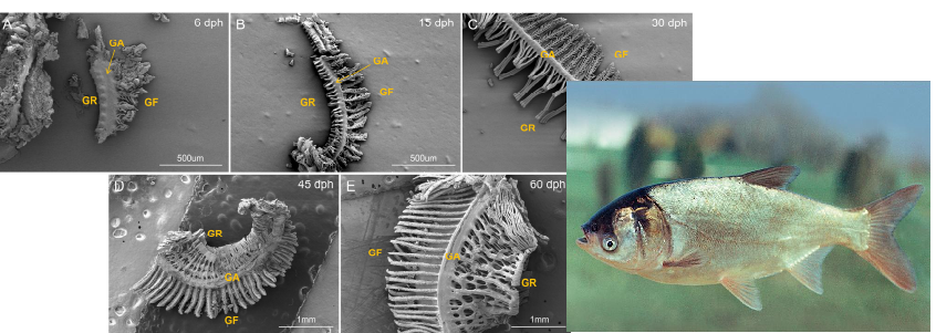Intelligent Design, Biological Order, and Theological Implications in the Development of Silver Carp Gill Rakers
